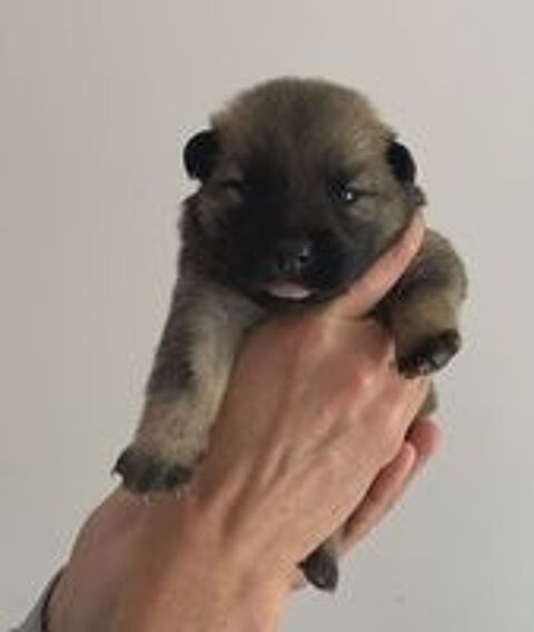   CHIOTS EURASIER 