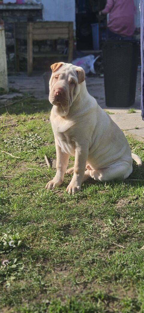 Chiot Sharpei male 
300 37700 Saint-pierre-des-corps