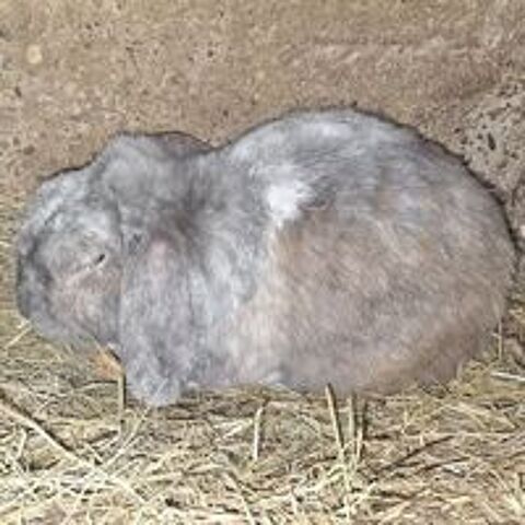   🐰💚 MOUCHKA CHERCHE SA FAMILLE ! 💚🐰 