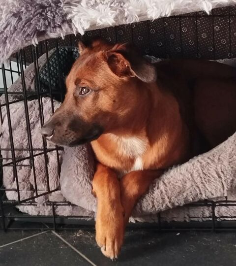 Solo, m&acirc;le crois&eacute; berger, n&eacute; le 17.12.2024 🐶 380 69100 Villeurbanne