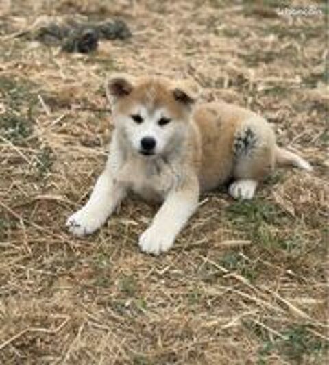   🐺 Akita Inu LOF haut de gamme – Blanc 🤍 bringé 🩶 Roux 🧡 – Tests santé RAS 🩺 – Origines japonaises prestigieuses 