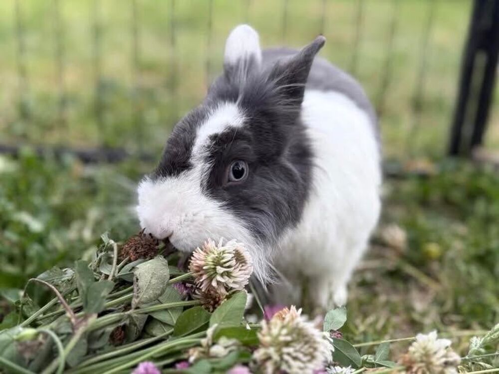   Lapin PANPAN  l adoption 