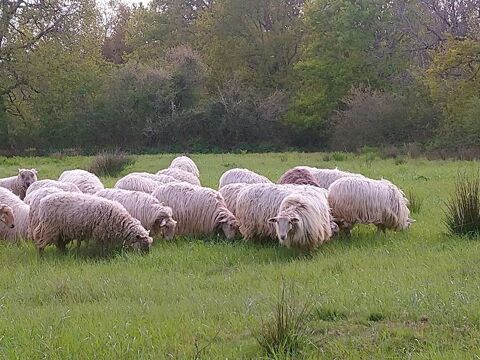 VENTE BREBIS MANECH et CHEVRES DES FOSSES 120 85150 Le girouard