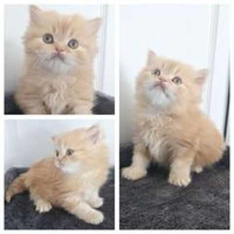   Mle LOOF British longhair roux tabby disponible fin juin 