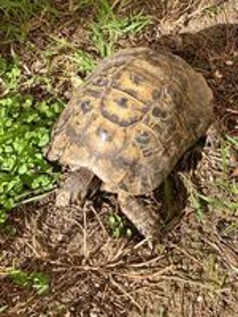   Tortues de terre boettgeri et greacqua  