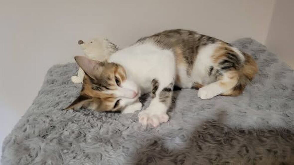   Chat FRIMOUSSE à l adoption 