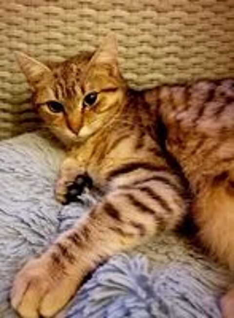   Pop Corn chatte tigre 6 mois A ADOPTER 