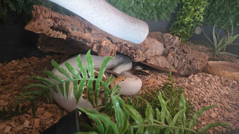 Terrarium+++Pythons+++&eacute;laphe Meubles