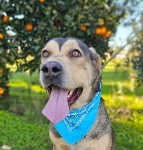 ZEUS 320 27620 Gasny