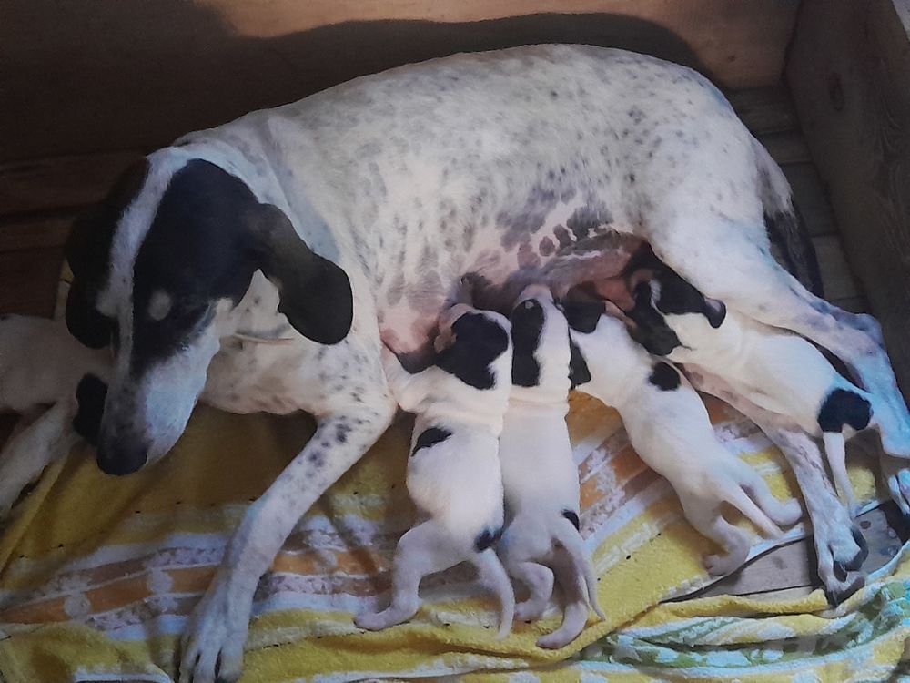   Chiots mâles Ariégeois  