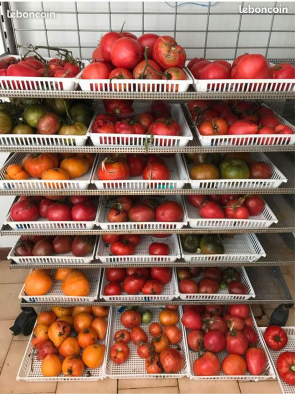 400 vari&eacute;t&eacute;s - Graines de tomate reproductible Jardin