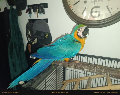 Ara bleu 1800 89300 Joigny