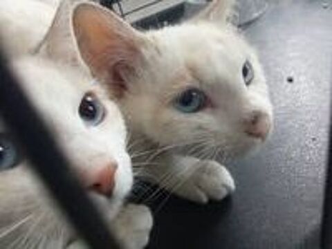   Chat ISISetLADY  l adoption 