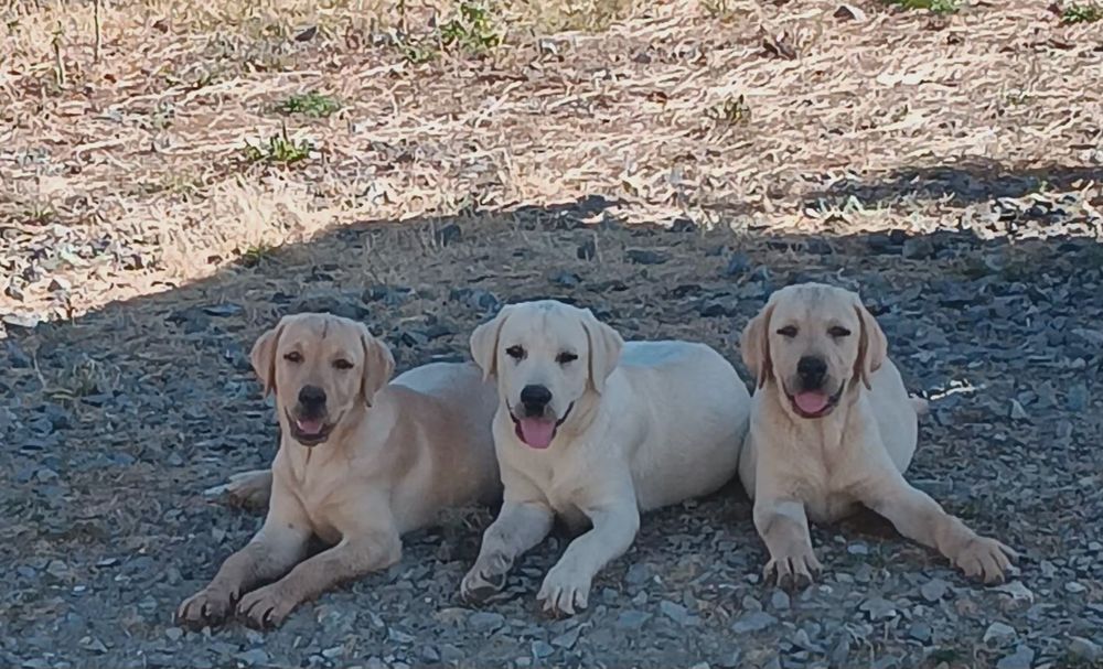   chiots Labrador LOF 