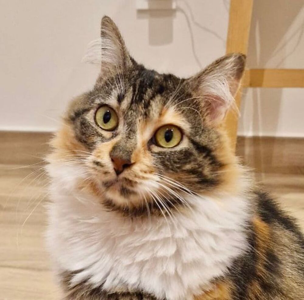   AMANDA 