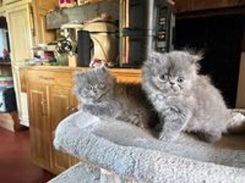   Chatons Persan LOOF  