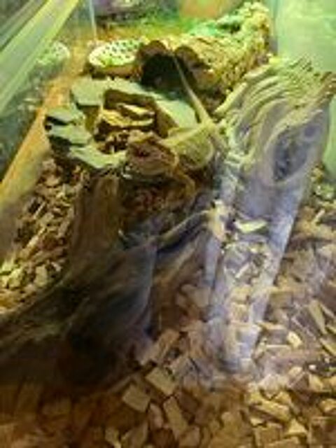   Pogona vitticeps de 1 an  