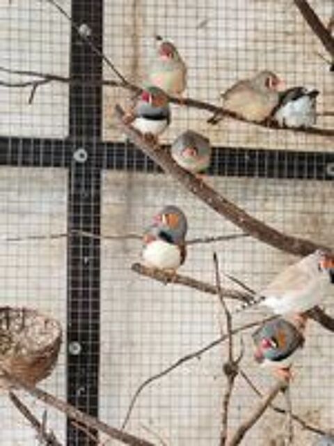   Mandarins  