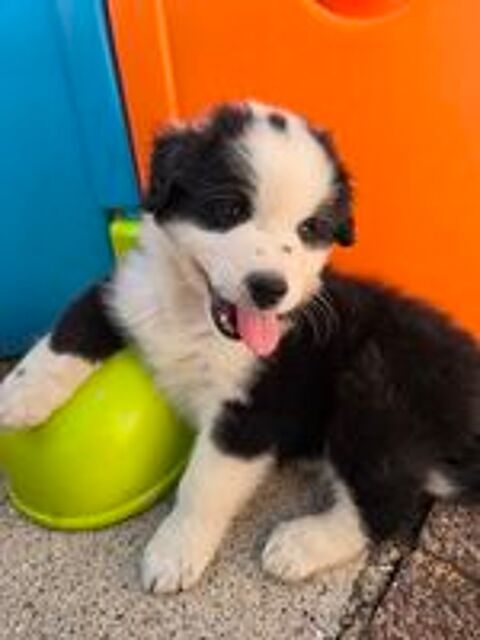  Chiots berger australien lof  