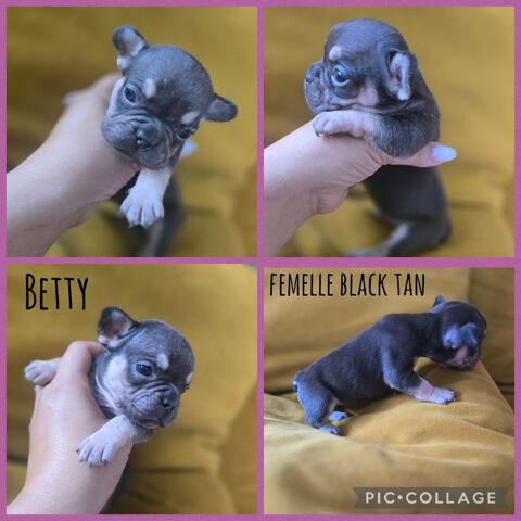 Chiots bouledogue fran&ccedil;ais exotiques 1500 95190 Goussainville
