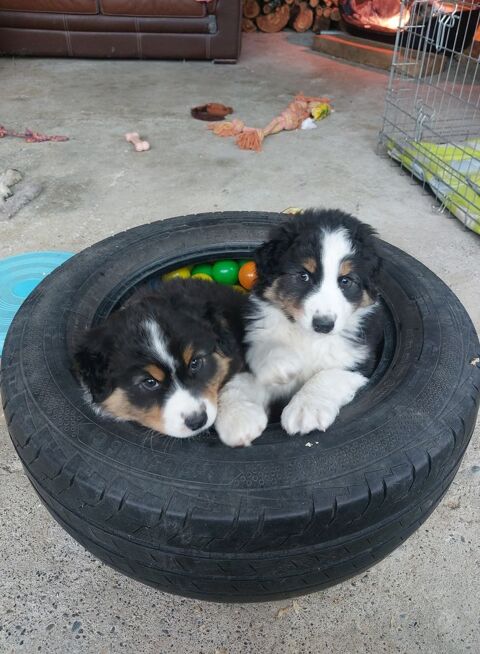 Chiots berger Australien LOF 800 31160 Aspet