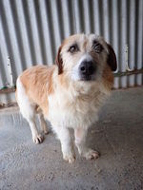   Imelda à l'adoption 