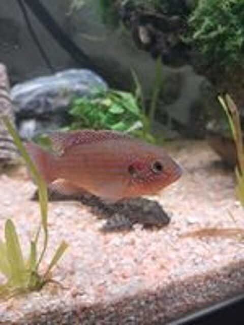   Cichlides Hemichromis lifalili  