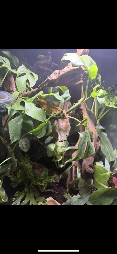 Gecko &agrave; cr&ecirc;te et terrarium 50 39000 Lons-le-saunier