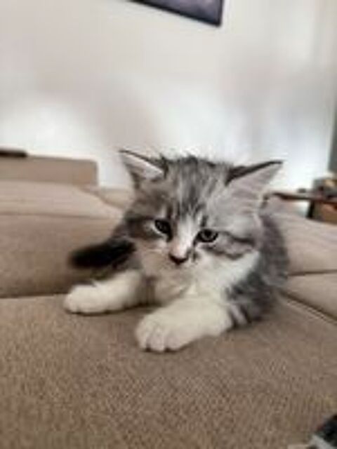   Chaton Sibérien / Norvégien,
