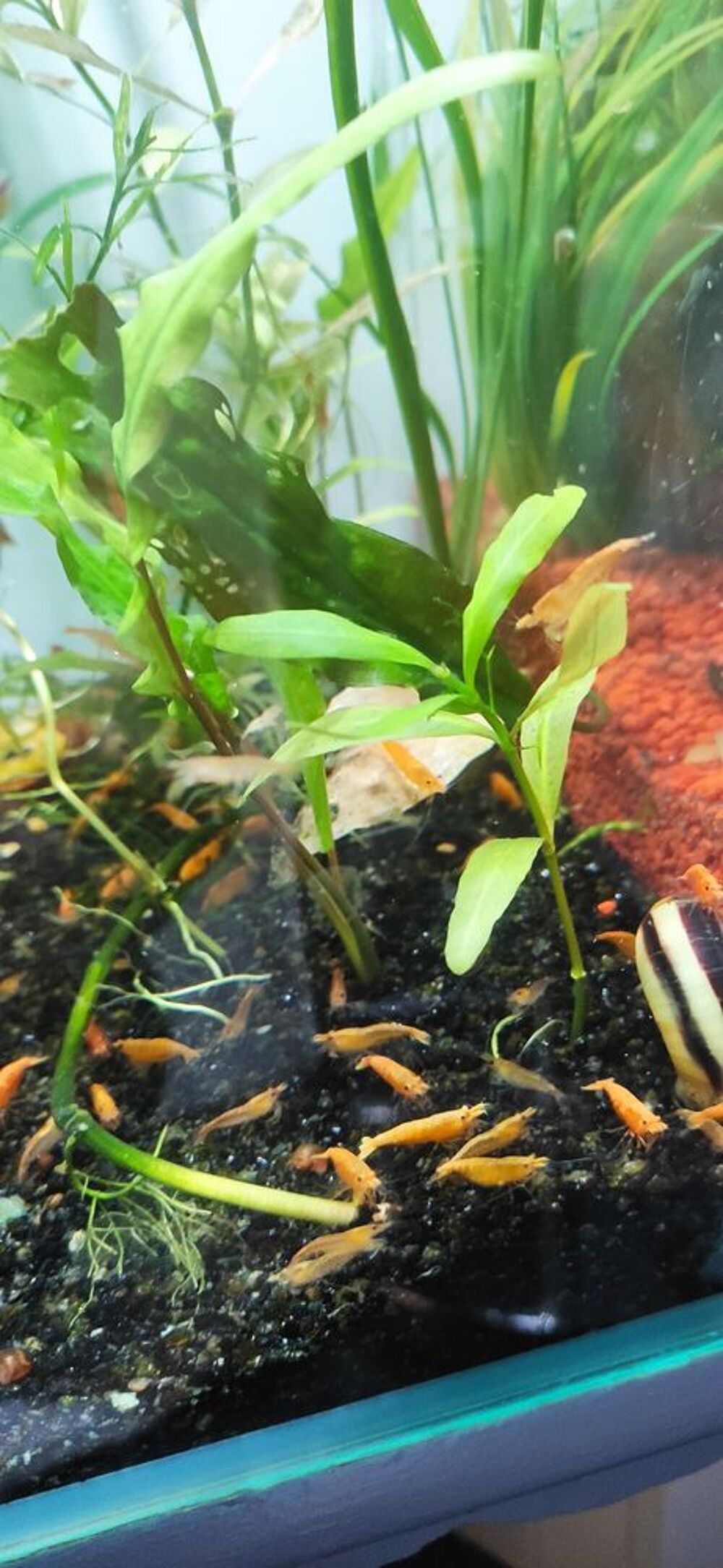   Crevettes neoricaridina jaunes, oranges, bleues et rouges 