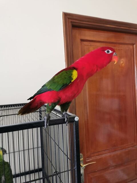 Lori noira(loris garrulus) 400 78000 Versailles