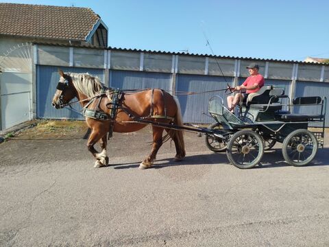 Menotte, Jument Comtoise PP de 4 ans 5700 42260 Souternon