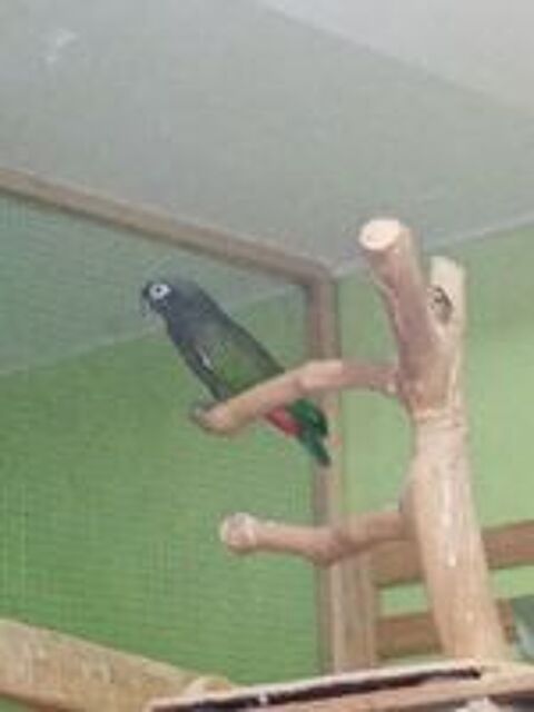   Pionus Maximilien - Pionus maximiliani - femelle baguée 2008 