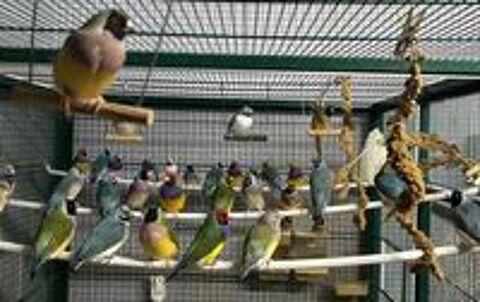   Cède diamants de gould bagués 25 ou 26, élevés en intérieur. 