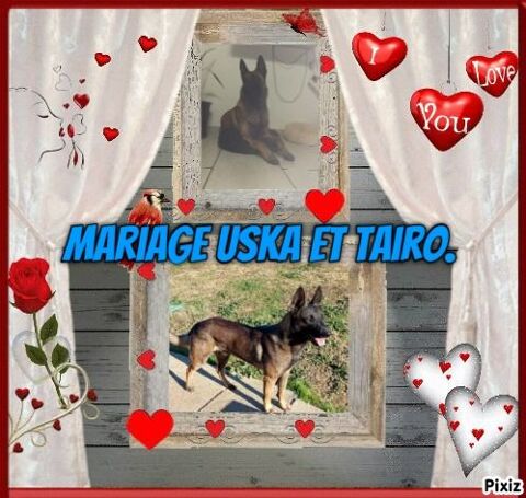 VENDRE CHOIT MALINOIS 600 43590 Beauzac