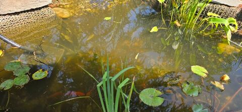 DONNE POISSONS ROUGES DE BASSIN 0 07100 Annonay