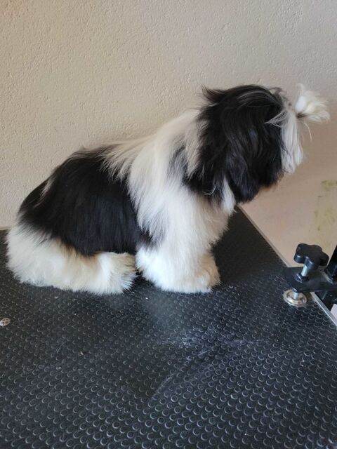 1  male shih tzu  lofi noir et blanc agde 1600 34300 Le grau d'agde