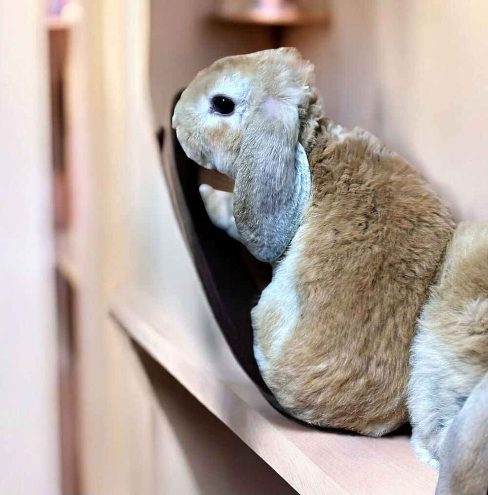   Lapin nain blier rex 