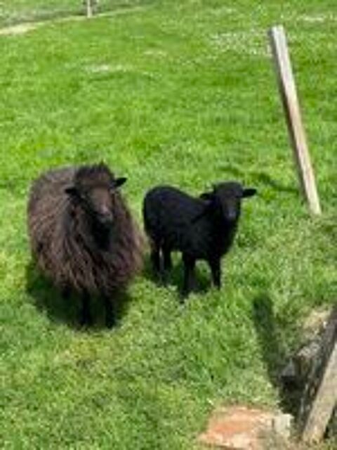   Mouton d'ouessant  