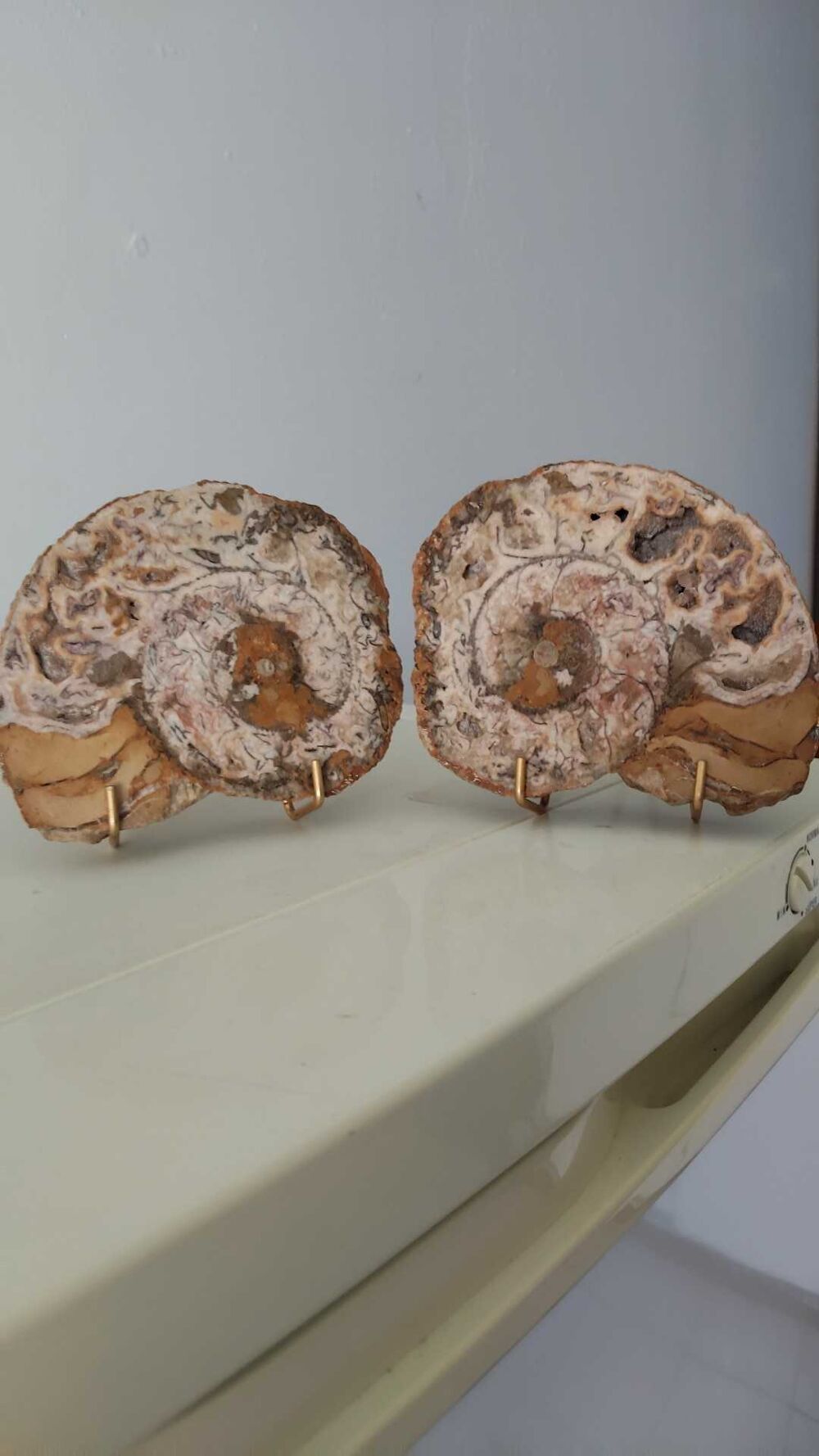 ammonites 