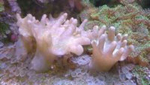    sarcophyton 