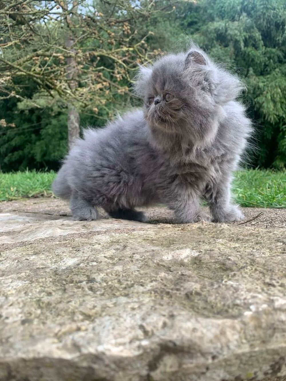   Chatons Persans 