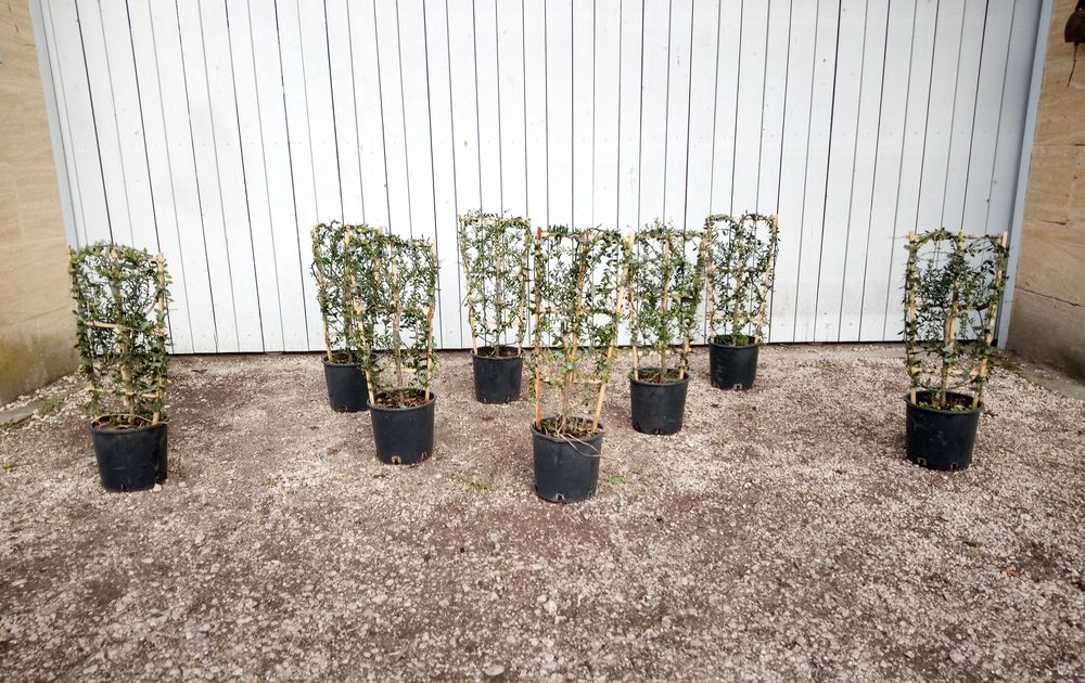 Agrume buissonnant cultiv&eacute; sur treille Citronnier 'Caviar' Jardin