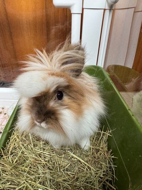 Lapine st&eacute;rilis&eacute;e  50 42420 Lorette