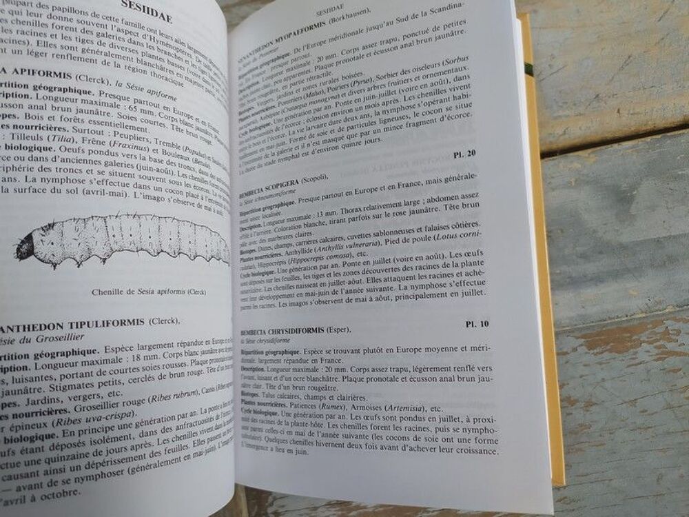 Livre Delachaux et Niestl&eacute; Guide des Chenilles d'Europe
Livres et BD