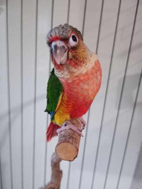 Jeune conure eam 200 57520 Lixing-lès-rouhling