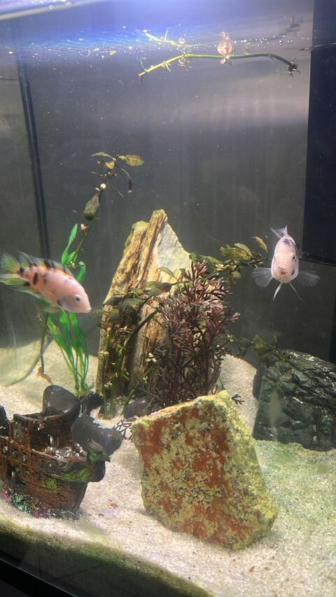 CICLIDES AMERICAINS 5 91270 Vigneux-sur-seine