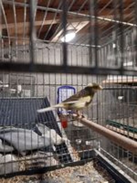   Canari Timbrado 