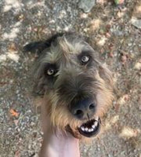   Utah est à l'adoption! 