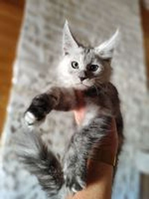   2 chatons maine coon LOOF  